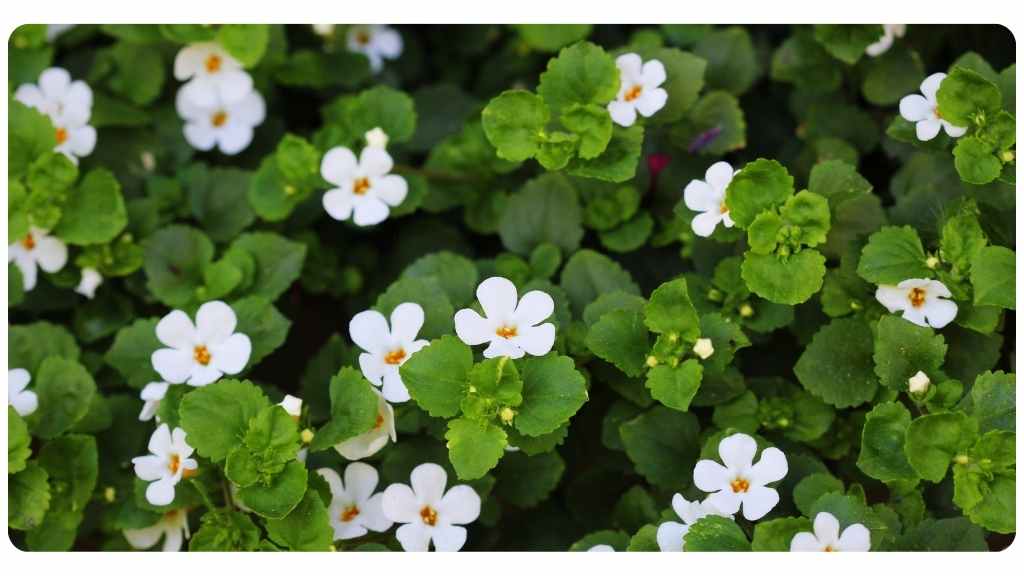 herbs high in zinc - bacopa