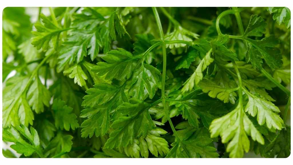 herbs high in zinc - chervil