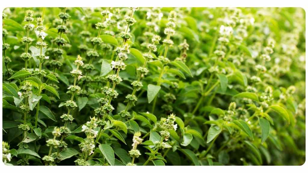 herbs high in zinc - holy basil