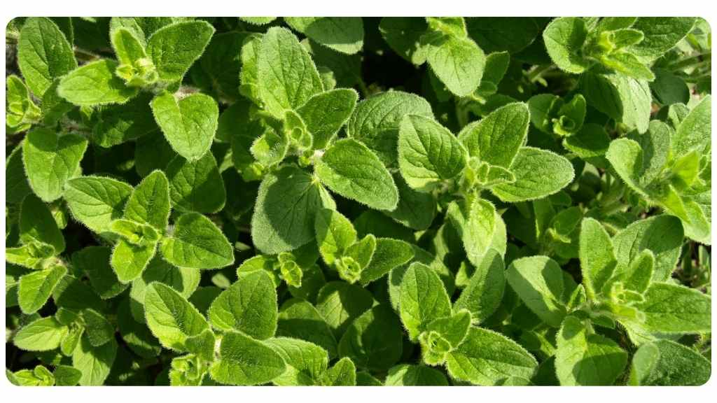 herbs high in zinc - oregano
