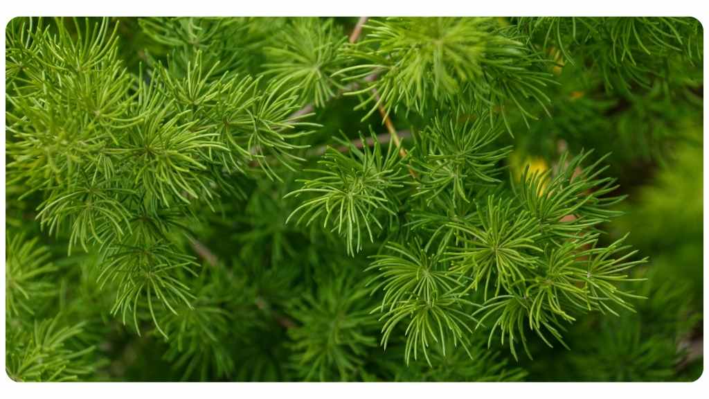 herbs high in zinc - shatavari