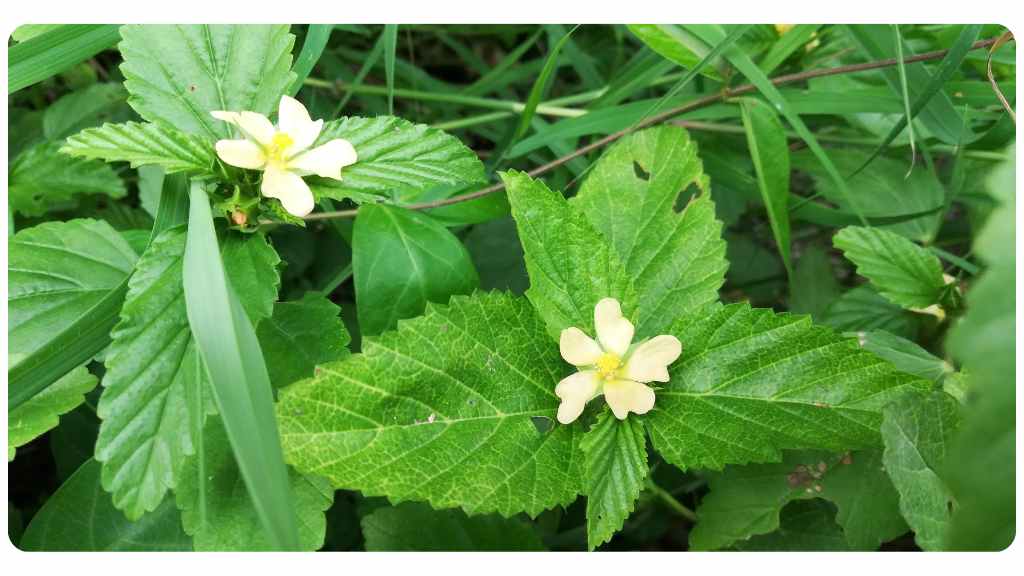 sida acuta benefits