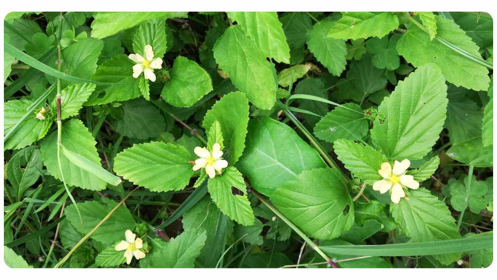 health benefits of Sida Acuta