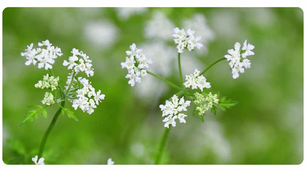 niacin rich foods - chervil