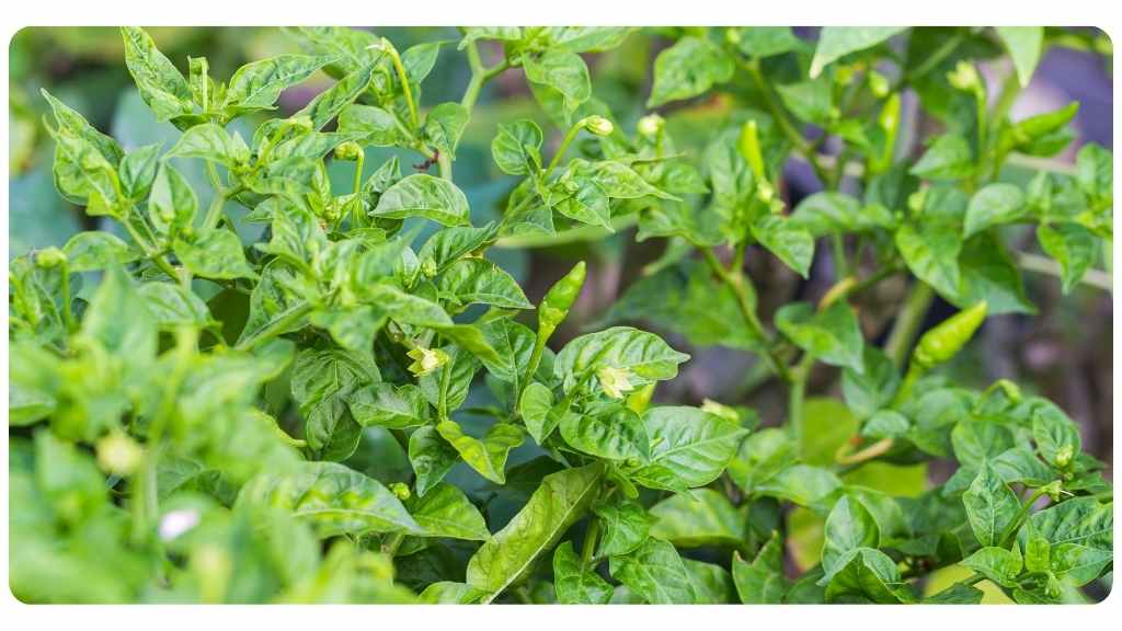 niacin rich foods - chili pepper