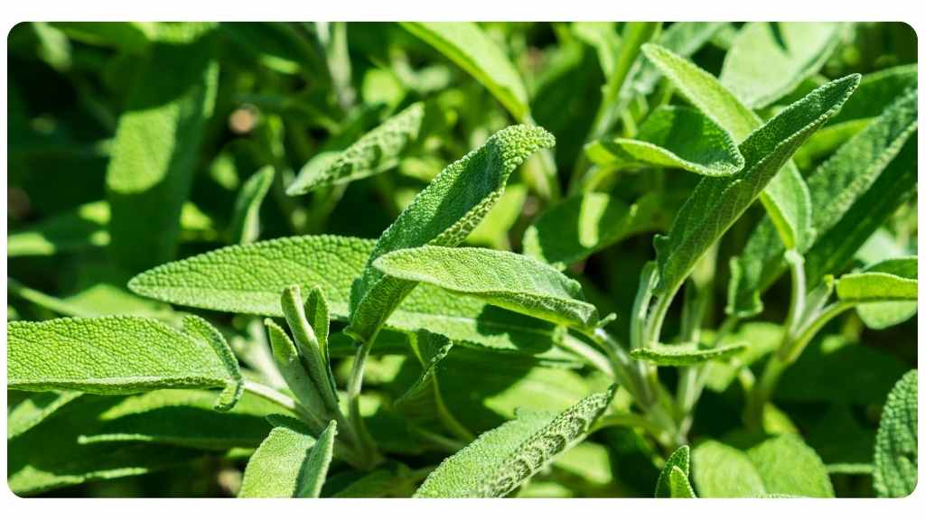niacin rich foods - sage