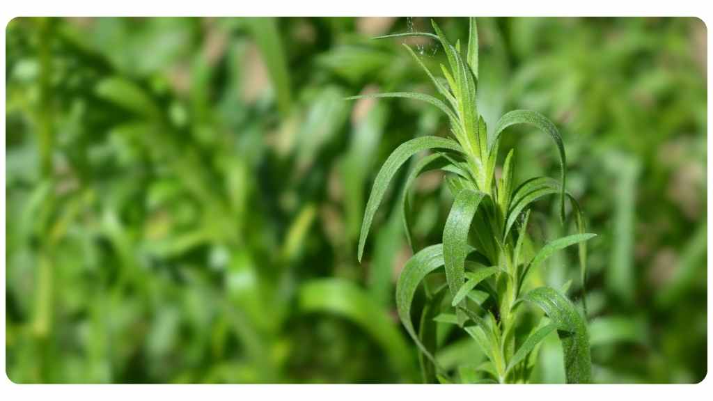 niacin rich foods - tarragon