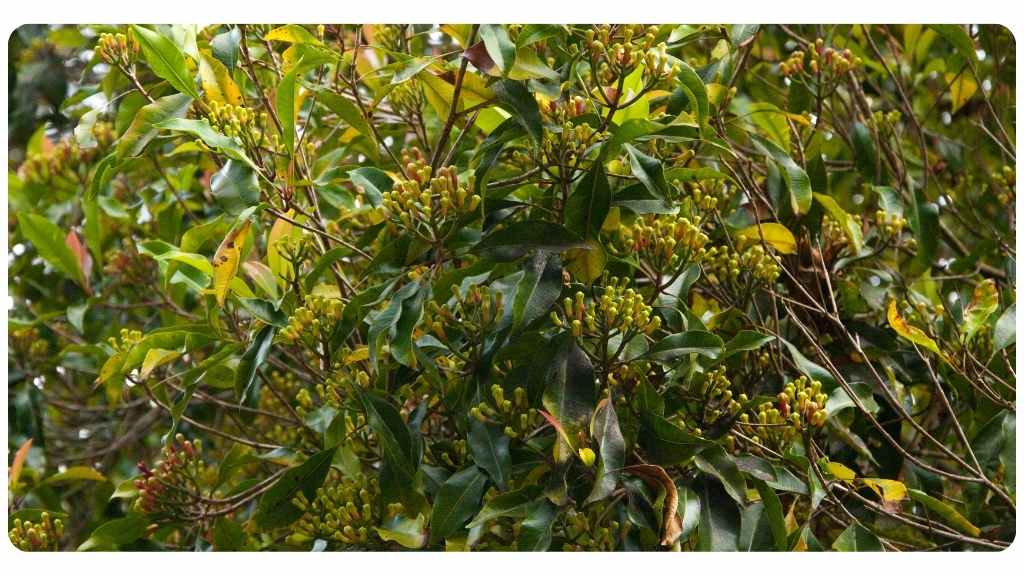 antioxidant rich foods - clove