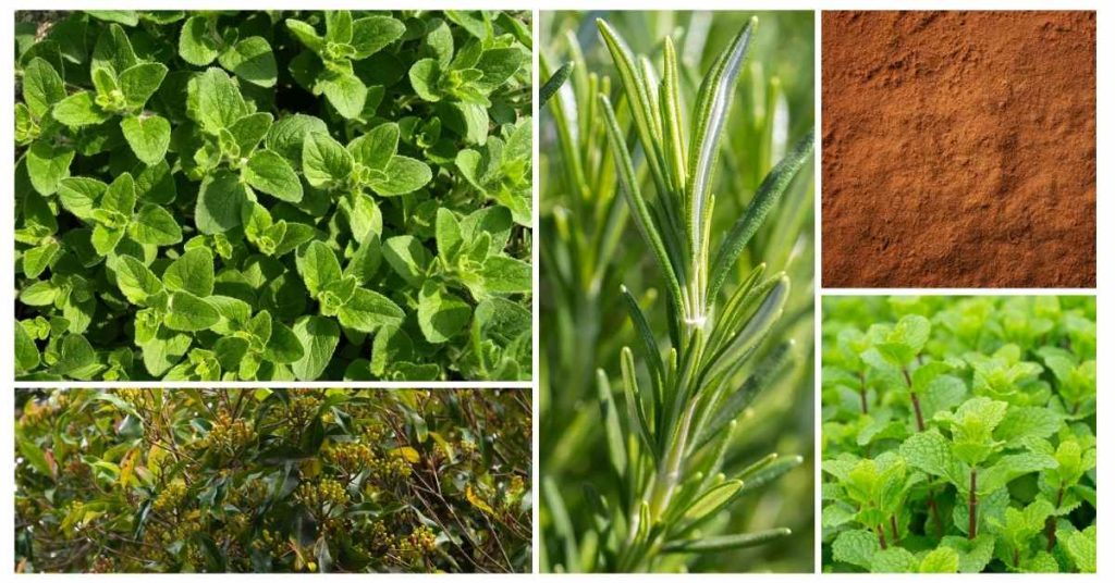 herbs high in antioxidants