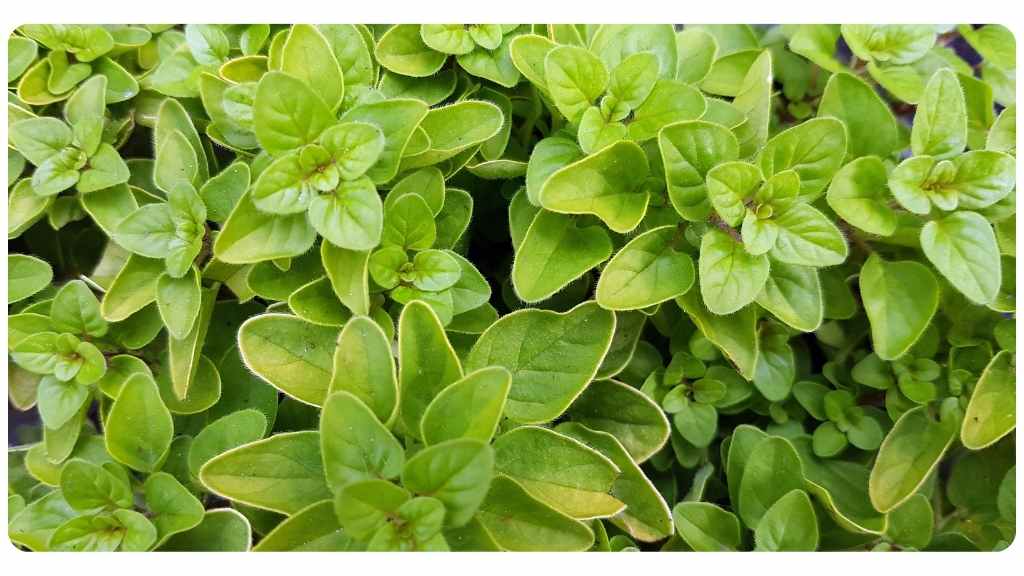 herbs with a high antioxidant content - oregano