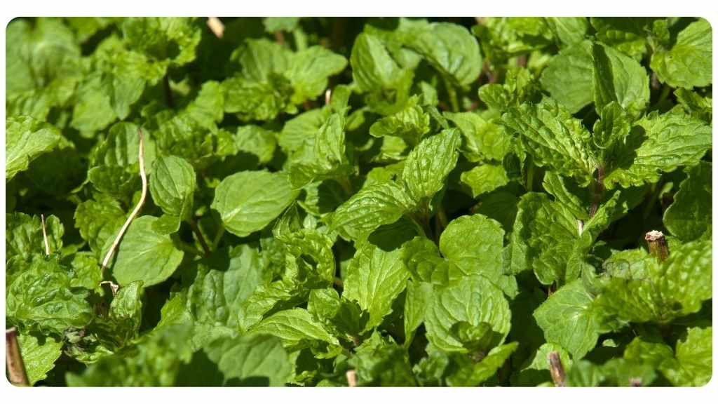 herbs with a high antioxidant content - peppermint