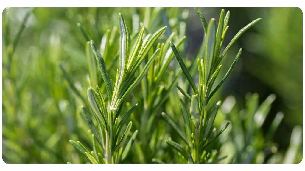 herbs with a high antioxidant content - rosemary