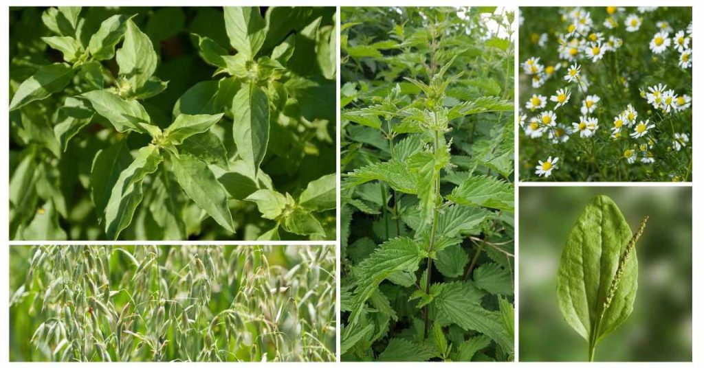 herbs high in calcium