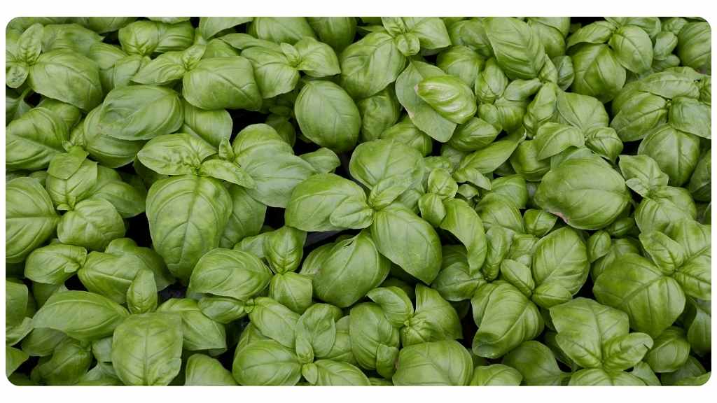 herbs high in calcium - basil