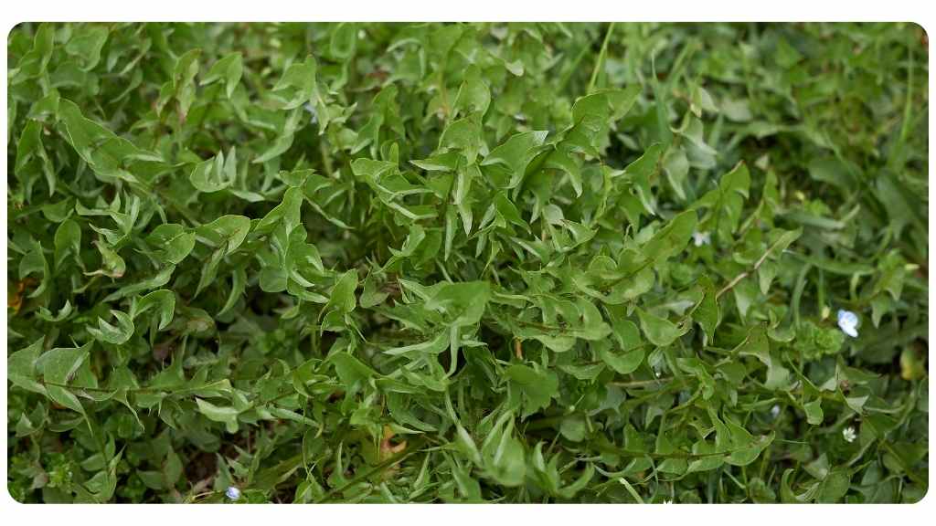 herbs high in calcium - dandelion