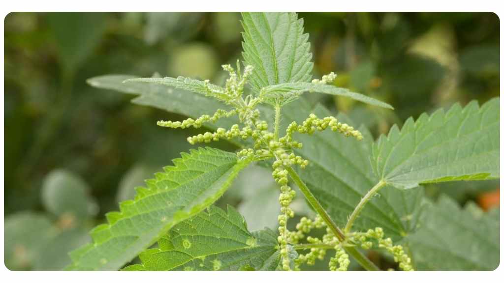 herbs high in calcium - nettle