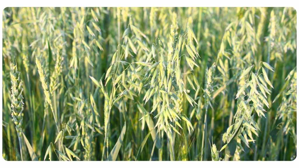 herbs high in calcium - oat straw