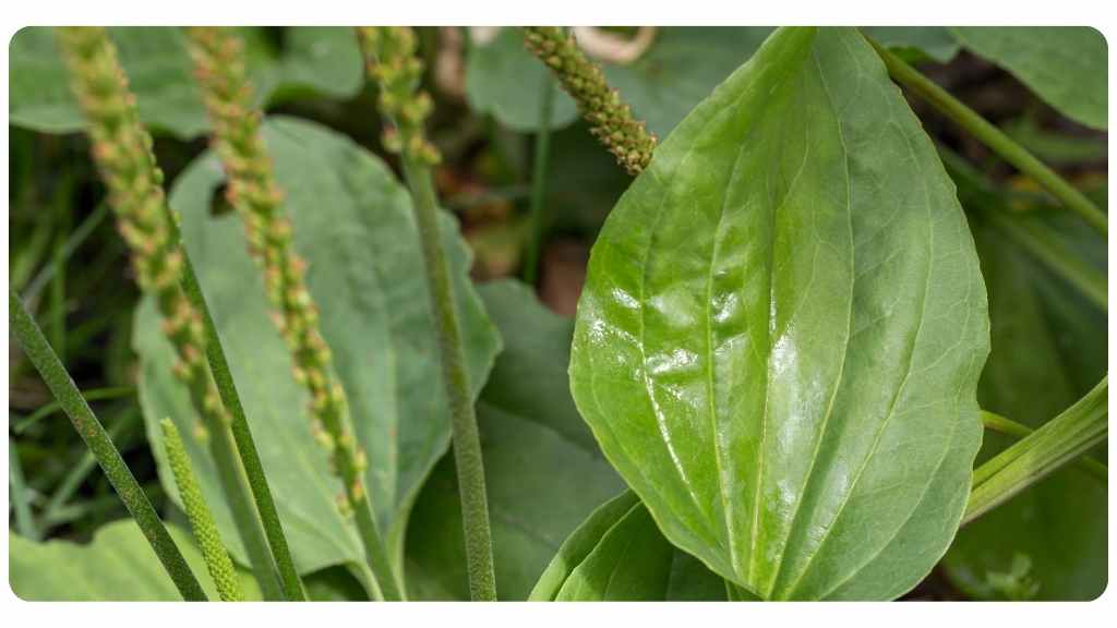 herbs high in calcium - plantain