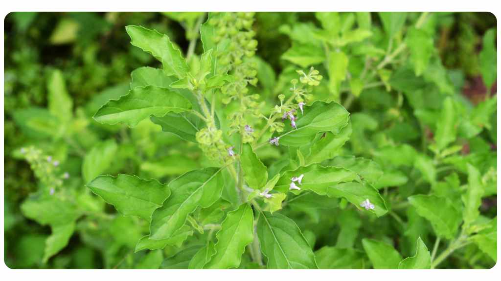 herbs with a high copper content - basil