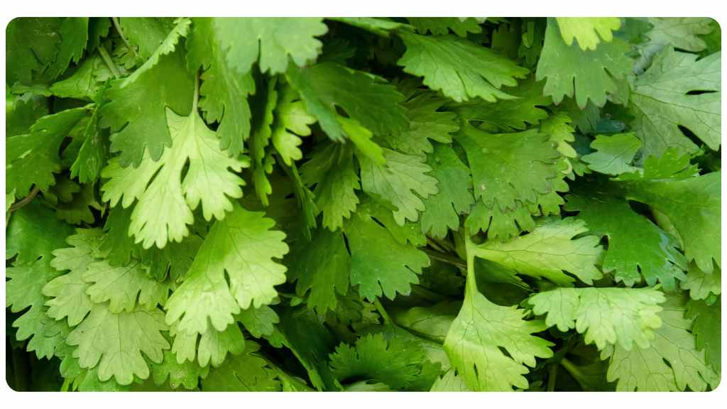 herbs with a high copper content - cilantro