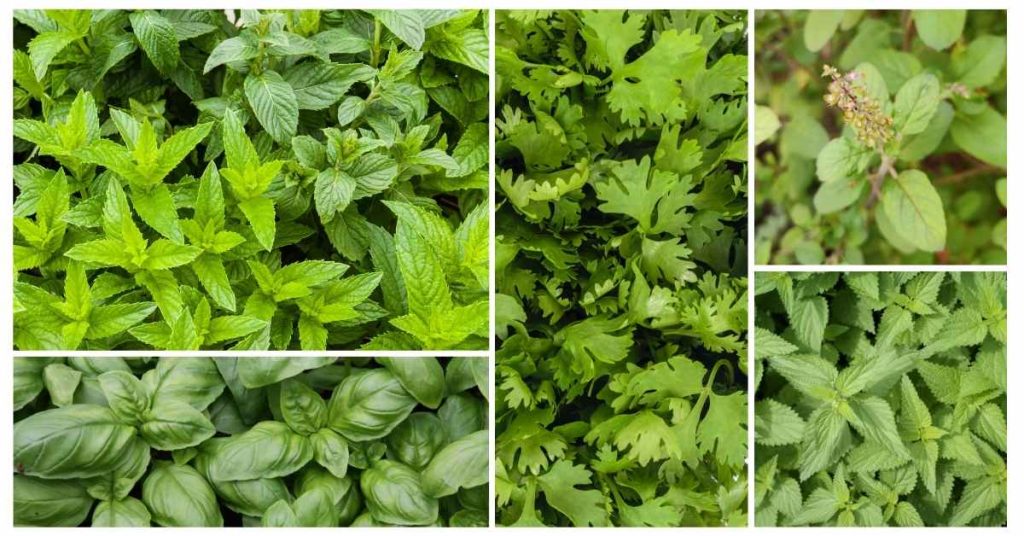 herbs high in copper