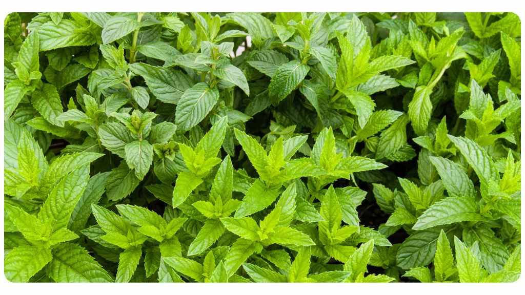 herbs with a high copper content - spearmint