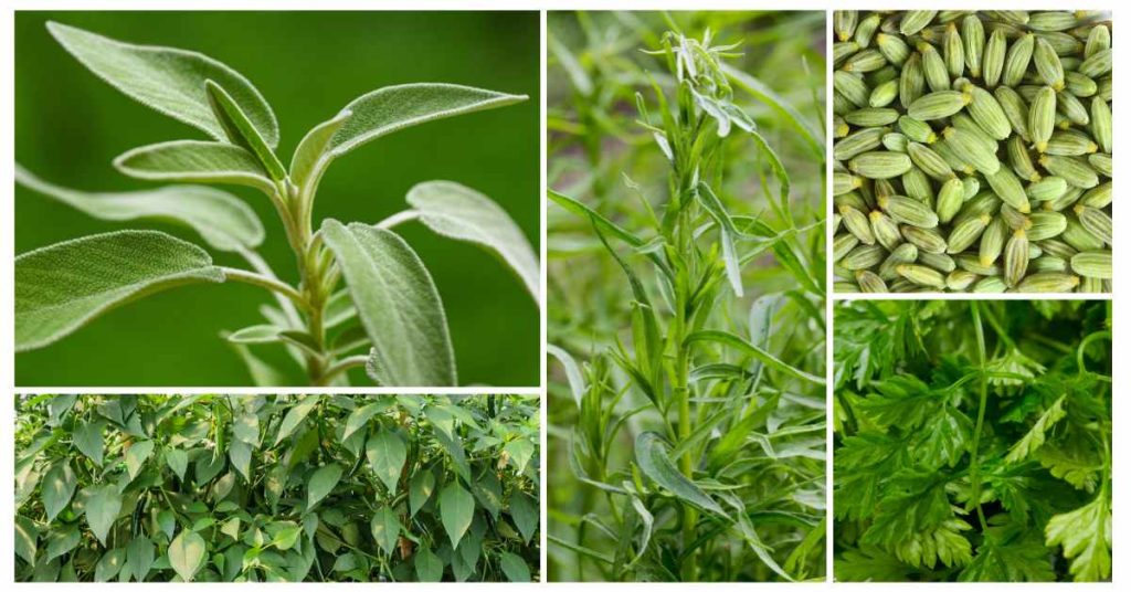 Herbs high in niacin