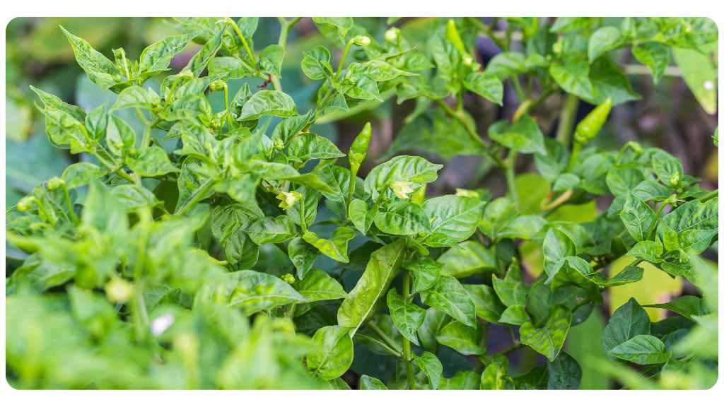 food sources of quercetin - chili pepper