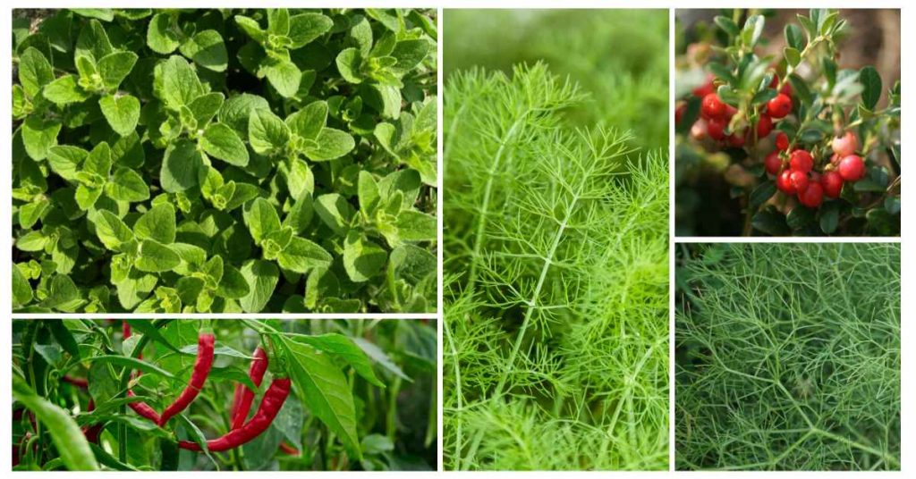 foods rich in quercetin