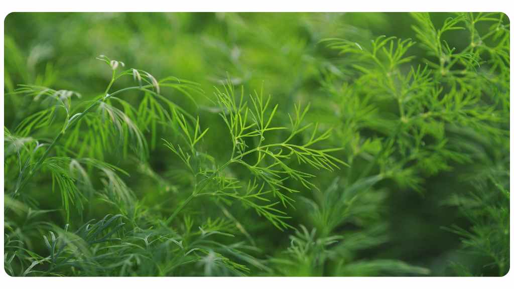 quercetin rich foods - dill