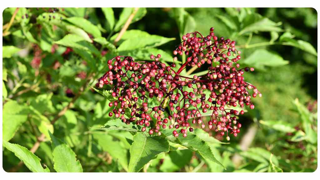 quercetin rich foods - elderberry