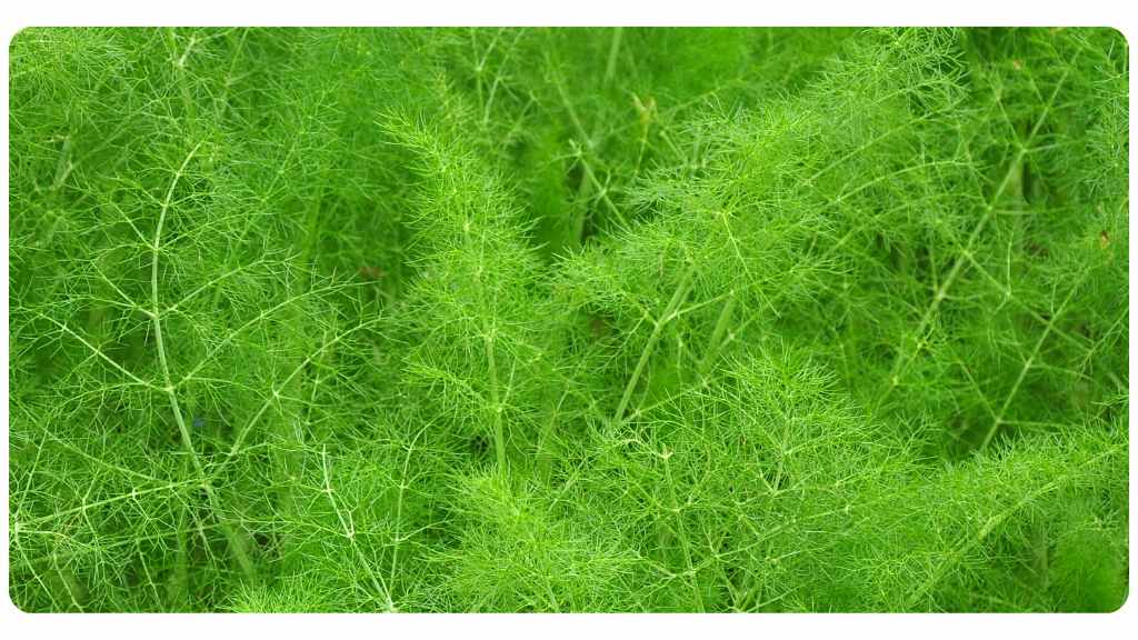 foods rich in quercetin - fennel leaves