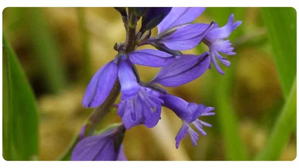 benefits of senega