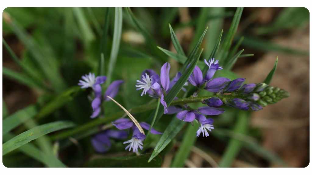 senega benefits