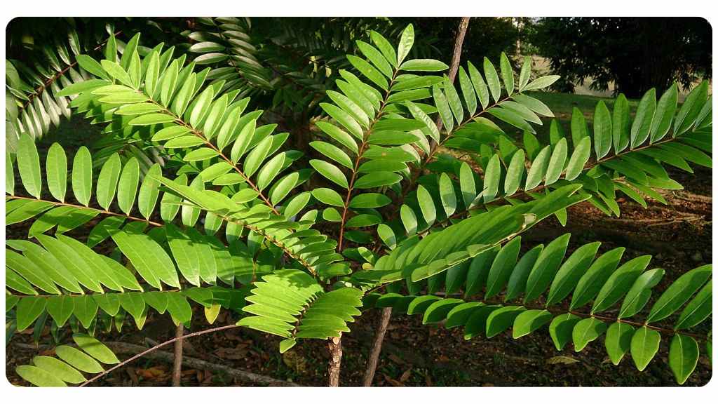 tongkat ali safety and side effects