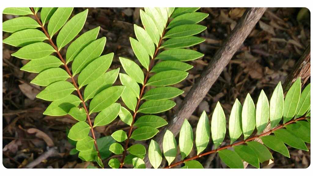 tongkat ali safety, side effects, and dosage
