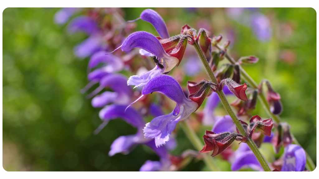 red sage benefits
