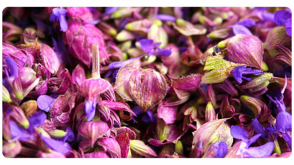 red sage safety and dosage