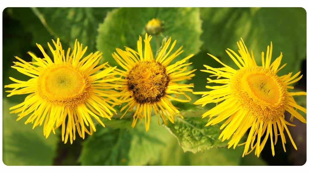 elecampane tea as an herbal remedy