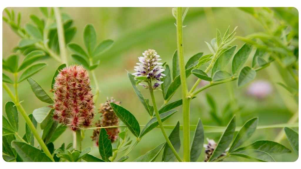 herbal remedies for sore throats - licorice tea