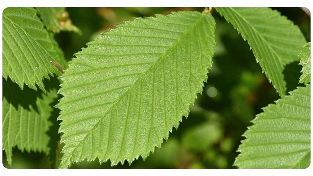medicinal properties of slippery elm tea