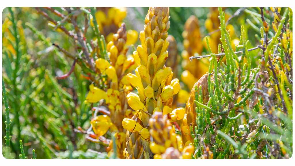 cistanche benefits