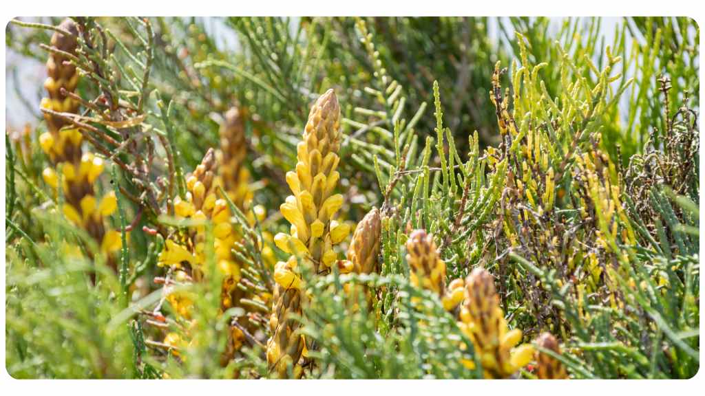 cistanche dosage and safety