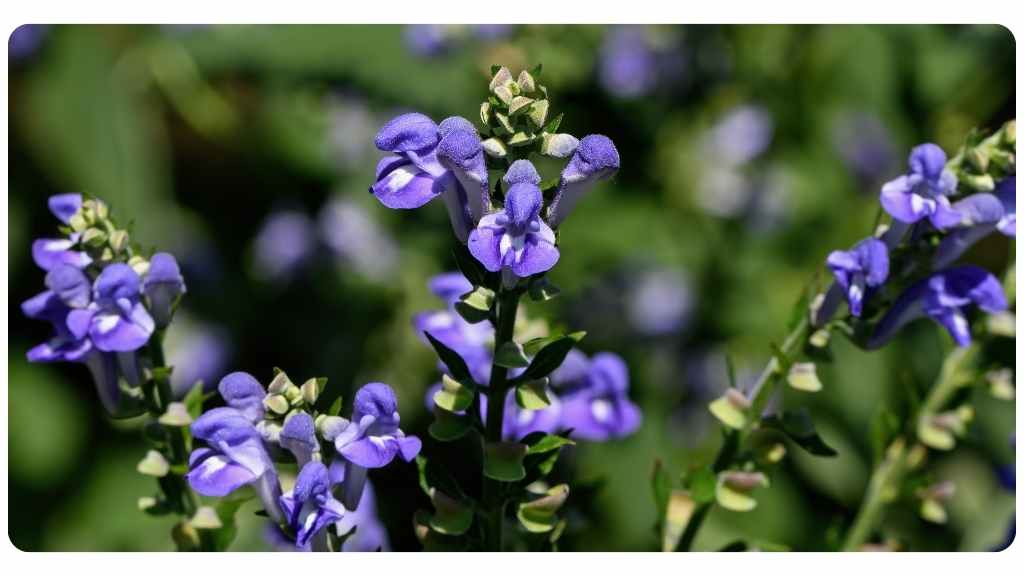 lyme disease herbs -chinese skullcap