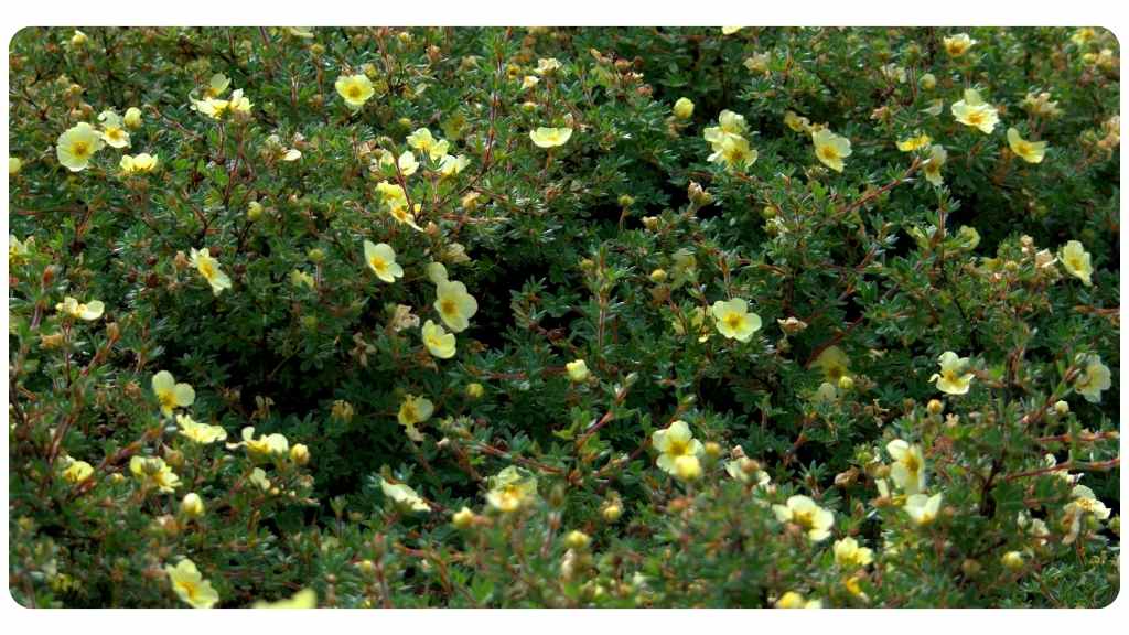 lyme disease herbs - cistus incanus