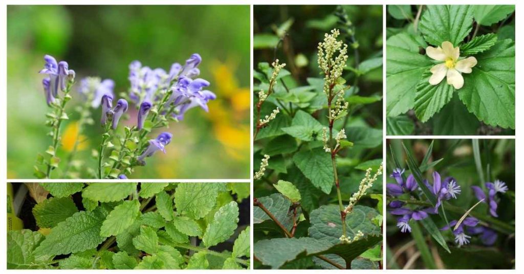 herbs for lyme disease overview