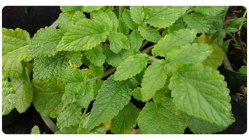 lyme disease herbs - red sage