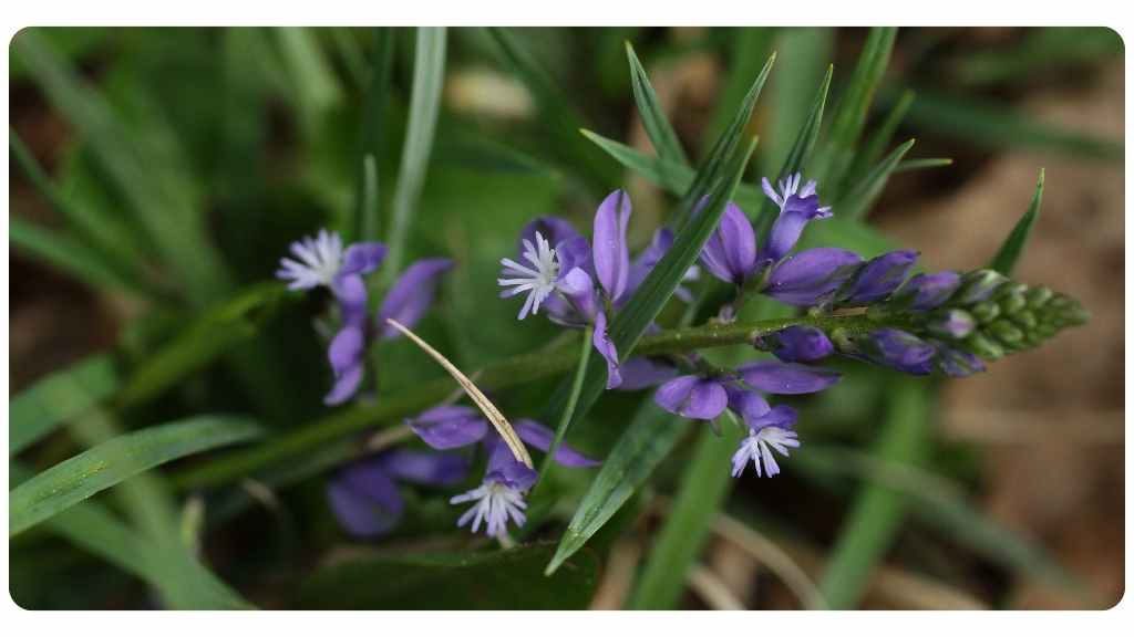 lyme disease herbs - senega