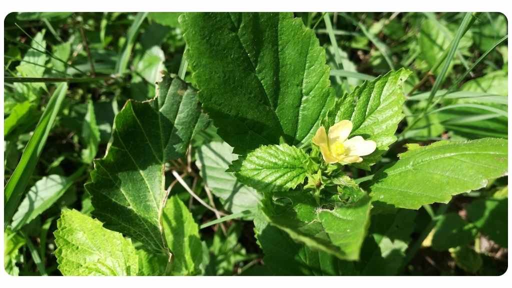 lyme disease herbs - sida acuta