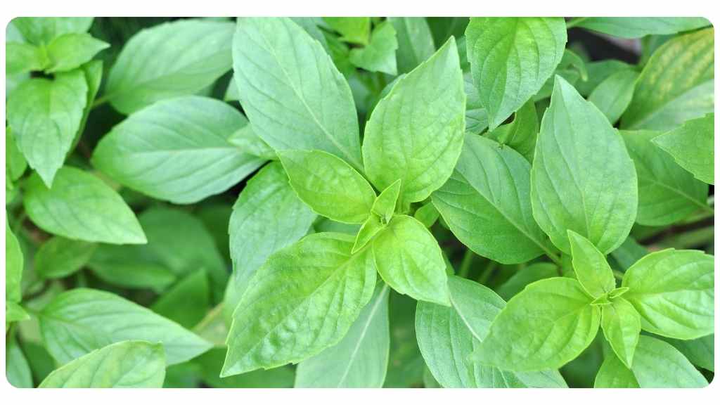 nutritive herb basil